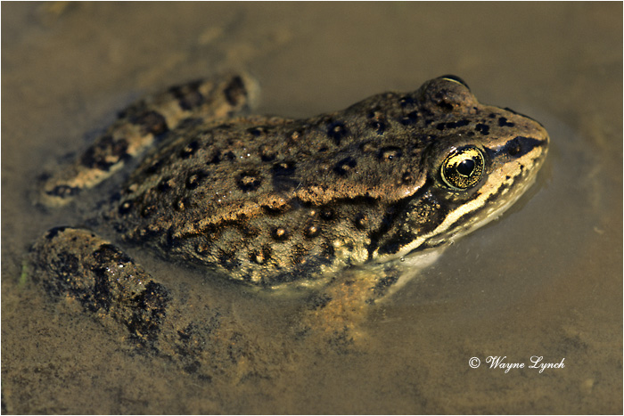 Columbia Spotted Frog 101 by Dr. Wayne Lynch &copy;